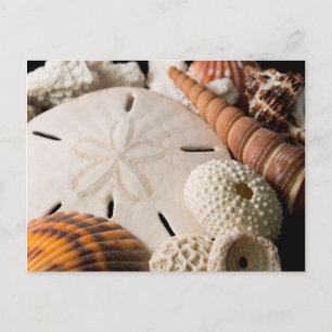 Detail von Muscheln aus aller Welt Postkarte