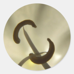 Detailaufkleber für die weiße Blume Runder Aufkleber