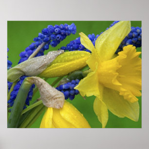 Detaillierte Blume von Dioxol und Hyazinthen. Guts Poster