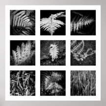 Details der Reihe Natur - Ferns Poster
