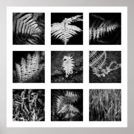 Details der Reihe Natur - Ferns Poster