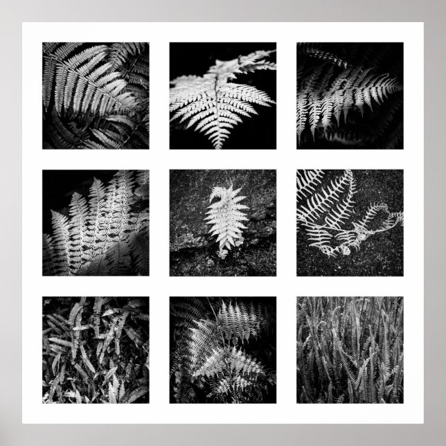 Details der Reihe Natur - Ferns Poster (Vorne)