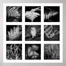 Details des Naturserien-Farnplakats