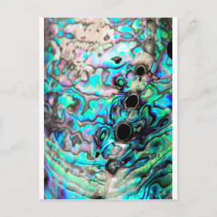 Details zur Abalone-Muschel Postkarte
