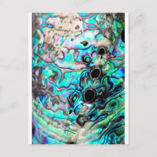 Details zur Abalone-Muschel Postkarte (Vorderseite)