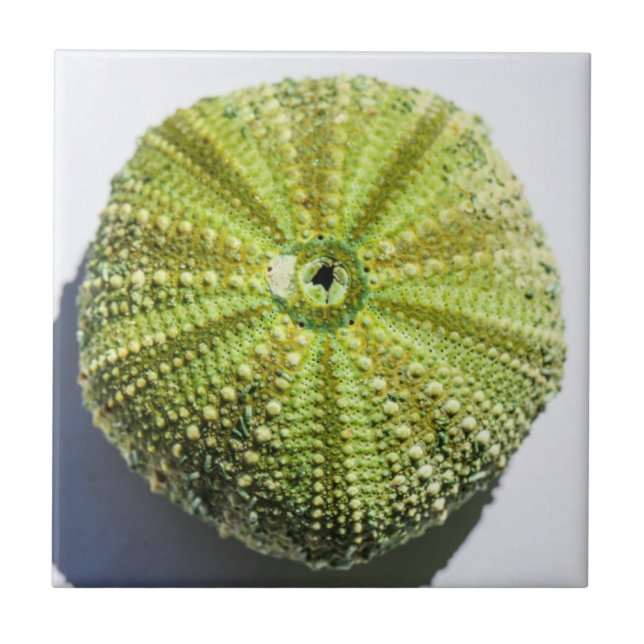 Details zur Struktur der Muschel im Seeozean Fliese (Vorderseite)