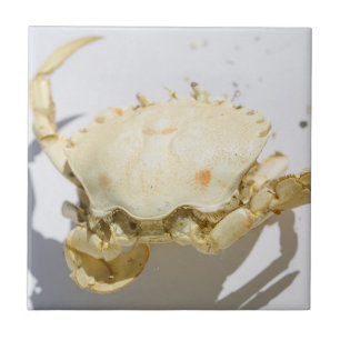 Details zur Struktur der Seekrabbe-Muschel Fliese