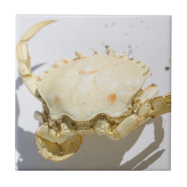 Details zur Struktur der Seekrabbe-Muschel Fliese (Vorderseite)