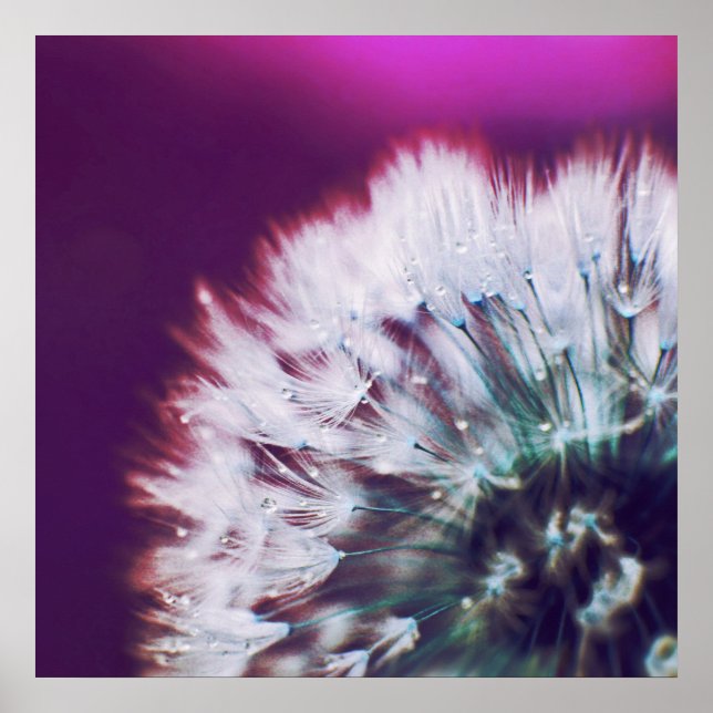Deu auf Lila rosa Dandalion Macro Abstrakt Poster (Vorne)