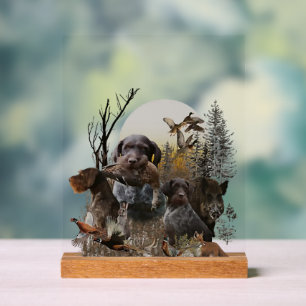 Deutsch-Drahthaar, GWP Acrylschild