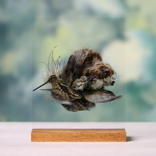 Deutsch-Drahthaar, GWP Acrylschild