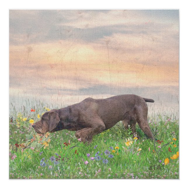 Deutsch Drahthaar Poster (Vorderseite)