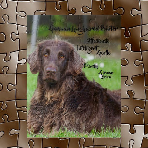 Deutsch Langhaariger Vorstehhund Puzzle