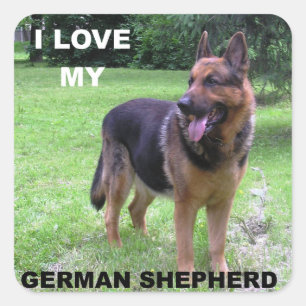 Deutsch-Schweizer-Hund Schwarz und Braun Liebe mit Quadratischer Aufkleber