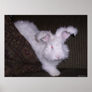 DEUTSCHE ANGORA RABBIT POSTER