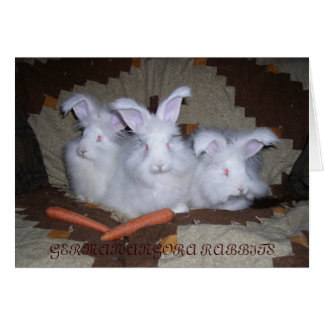 DEUTSCHE ANGORA RABBITS