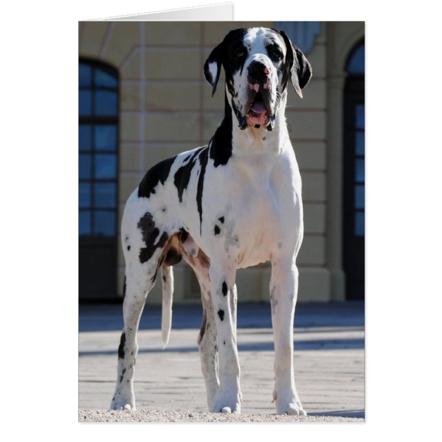 Deutsche Dogge,gefleckt,Harlekin,Great Dane,Dogue (Vorne)