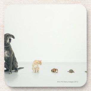Deutsche Dogge, Katze, Meerschweinchen, Untersetzer