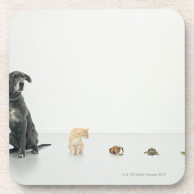Deutsche Dogge, Katze, Meerschweinchen, Untersetzer (Vorderseite)