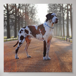 Deutsche Dogge Poster