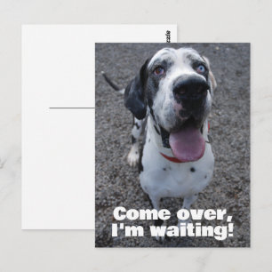 Deutsche Dogge wartet auf dich Postkarte
