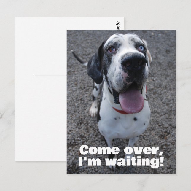 Deutsche Dogge wartet auf dich  Postkarte (Vorne/Hinten)