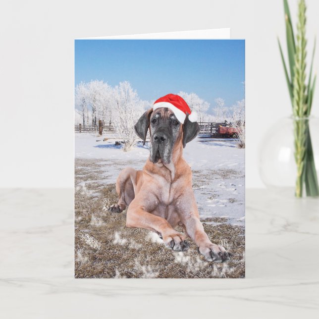 Deutsche Dogge Weihnachten (Vorderseite)