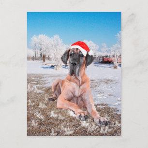 Deutsche Dogge Weihnachten