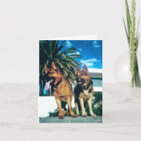 Deutsche Hirtengruppe