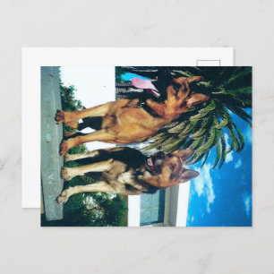 Deutsche Hirtengruppe Postkarte