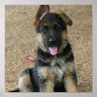 Deutsche Hirtenpuppy Poster