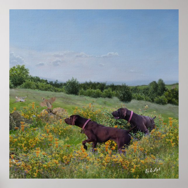 Deutsche Kurzzeiger Poster (Vorne)