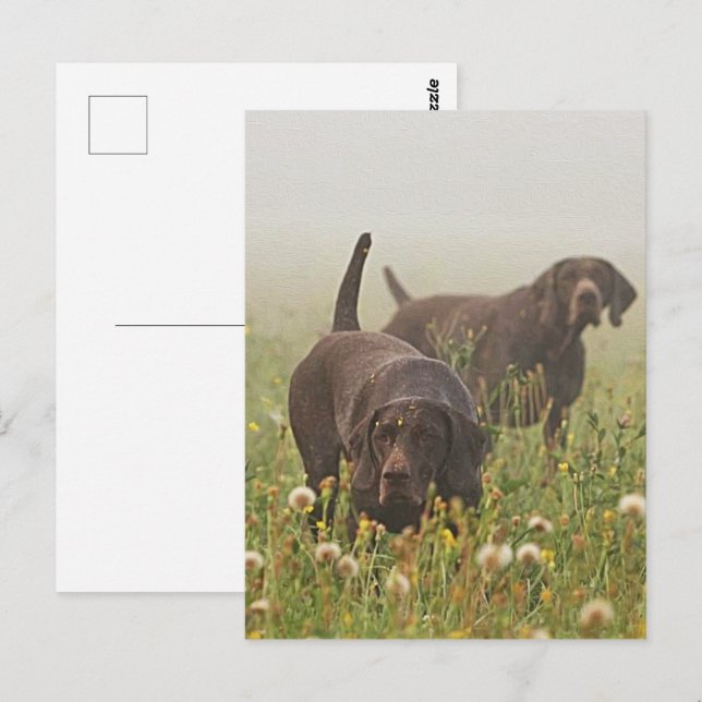 Deutsche Kurzzeiger Postkarte (Vorne/Hinten)