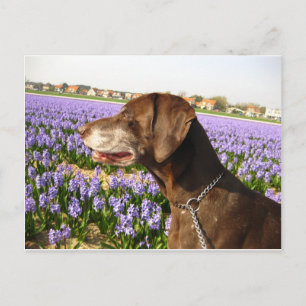 Deutsche Kurzzeiger und Blume Postkarte