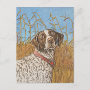 Deutsche Kurzzeitpointer Dog Postkarte