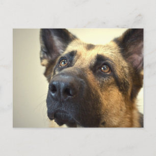 Deutsche Schäferbild Postkarte