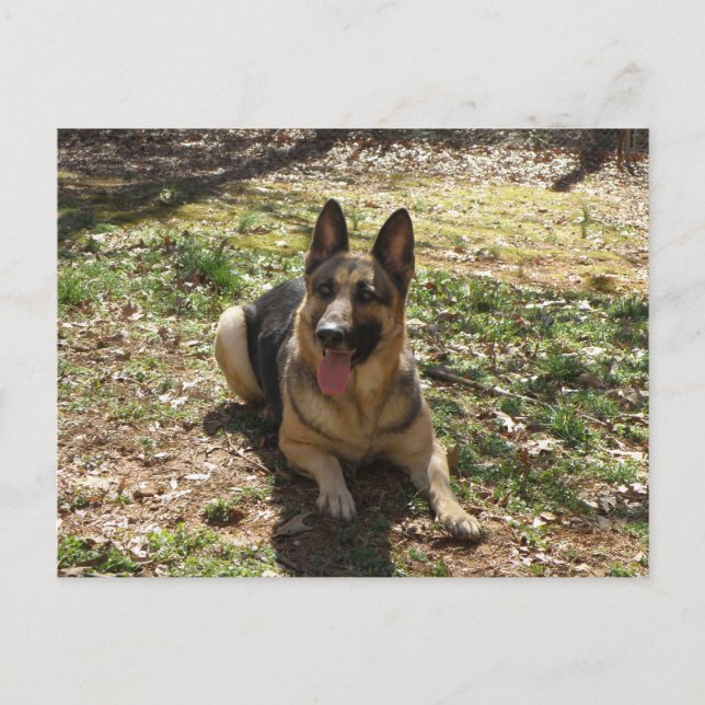 Deutsche Schäferhund Postkarte (Vorderseite)