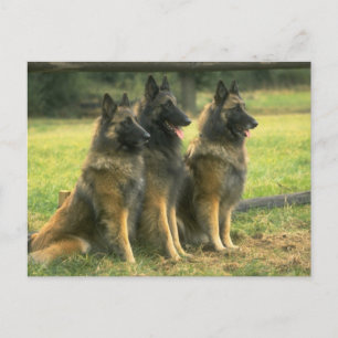 Deutsche Schäferhunde Postkarte