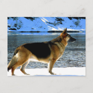 Deutsche Schäferpostkarte Postkarte