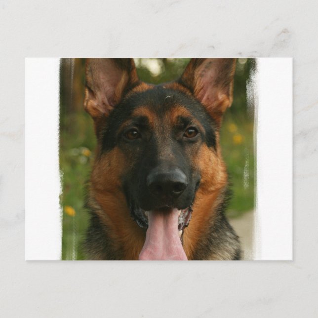 Deutsche Schäferpostkarte Postkarte (Vorderseite)