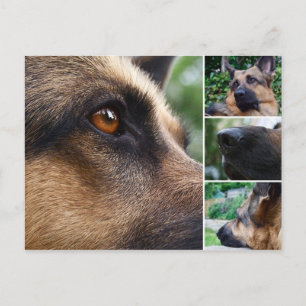 Deutsche Schäferpostkarte Postkarte
