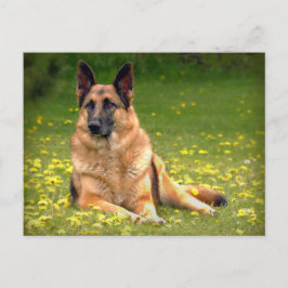 Deutsche Schäferpostkarte Postkarte