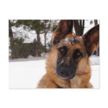 Deutsche Schäferpostkarte