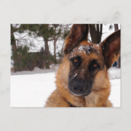 Deutsche Schäferpostkarte Postkarte