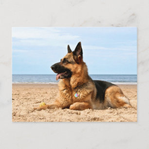 Deutsche Schäferpostkarte Postkarte
