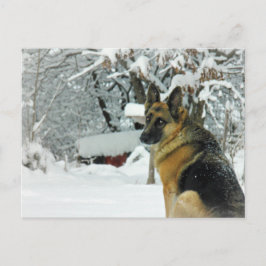 Deutsche Schäferpostkarte Postkarte
