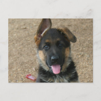 Deutsche Schäferpuppy-Postkarte Postkarte