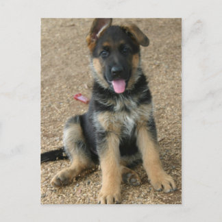 Deutsche Schäferpuppy-Postkarte Postkarte