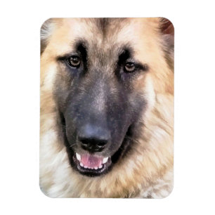 DEUTSCHE SHEPHERD MAGNET