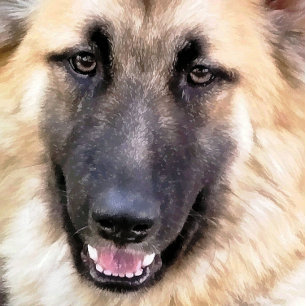 DEUTSCHE SHEPHERD POSTER